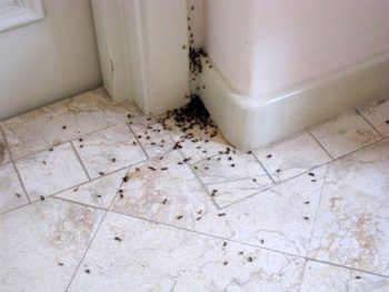 Jacksonville Pest Control Reclaims Homes ...